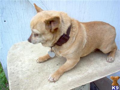Stud Dogs - Chihuahua